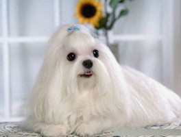 多大的狗狗可以洗澡？宠物医生的专业建议