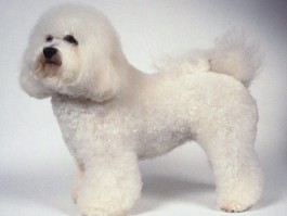 两个月金毛犬怎么养：新手养犬攻略