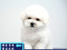 猫咪拉外面：原因与解决方法