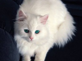 猫咪爬树：探索猫咪的独特天赋