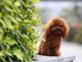 猫咪眼圈发红有眼屎：原因、诊断与治疗方法