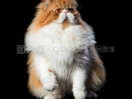 猫喜欢奔跑是什么原因