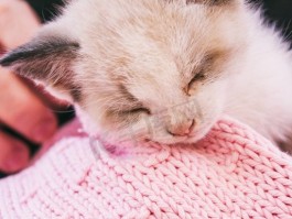 猫咪耳朵怎么清理：宠物医生专业指南