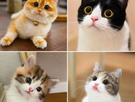 猫咪磨爪垫：保护家具，关爱宠物
