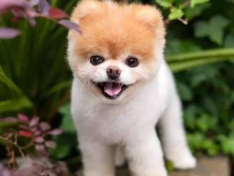 三个月狗狗长牙：了解幼犬换牙期的护理要点