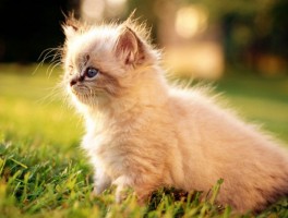 猫咪长途坐车：安全指南与注意事项