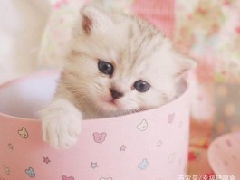 四个月泰迪能吃骨头吗？揭秘幼犬饮食真相