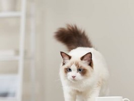 猫咪鼻头毛囊炎：原因、症状与治疗攻略