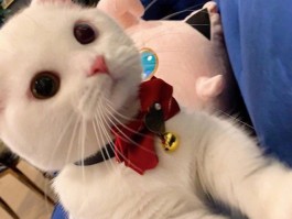 狗狗狗瘟：了解、预防与治疗