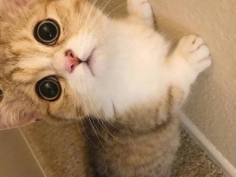 猫咪中耳炎和耳螨区别：宠物医生的专业解析