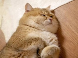 猫咪多久可以断奶？新手猫主必看攻略