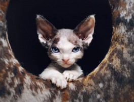 猫咪吐物：原因、处理方法与预防措施