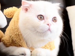 标题：猫咪大队：守护宠物健康的英雄团队