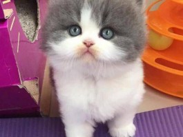 一个月不到的猫怎么养：新手养猫攻略