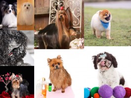 三个月泰迪肩高12：了解泰迪犬的生长发育特点