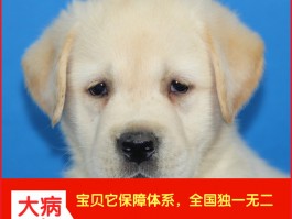 宠物打嗝是什么原因