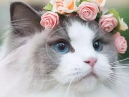 猫咪肾结石怎样治疗：全面解析与应对策略