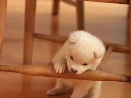 一个月的小猫能吃什么：营养均衡的喂养指南