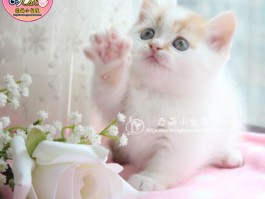猫咪睁不开眼：原因、诊断与治疗方法一览