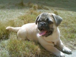 拉布拉多一个月多大：了解幼犬成长关键期