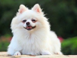猫咪头上挠破了：原因、处理方法及预防措施