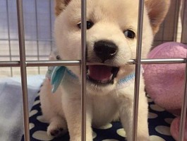 中亚幼犬三个月标准