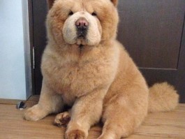狗狗吃什么蔬菜：营养均衡的宠物饮食指南