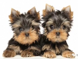 柴犬五个月样子：成长变化与养护指南