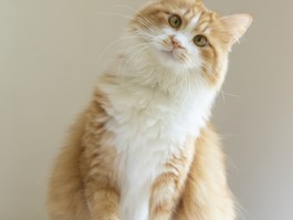 猫咪中毒了该怎么解毒 - 宠物医生专业指导
