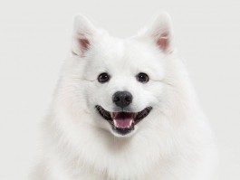 狗狗耳螨用什么药好：全面解析与治疗建议