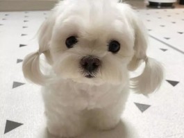 猫咪去眼屎：保持宠物健康的秘诀