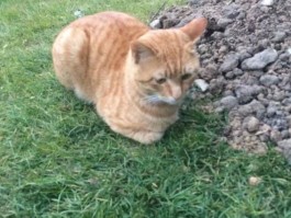 六个月的猫咪：成长关键期的护理指南