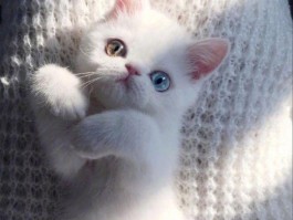 两个月的小猫吃什么好：营养均衡的成长指南