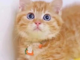 宠物猪突然吐食是什么原因