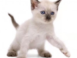 猫咪吃鱼拉稀：原因与解决方法