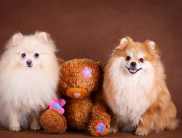 2个月幼犬可以洗澡吗？——幼犬洗澡指南