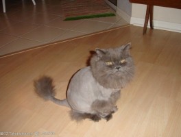 猫咪肝腹水能活多久：了解病情与生存期