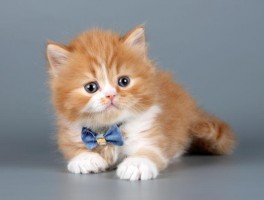 猫咪牙齿发黄怎么解决 - 宠物医生专业建议
