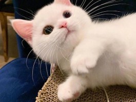 猫咪眼皮上面红：原因与对策