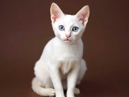 4个月的狗狗算成犬吗？揭秘狗狗成长的关键阶段