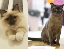 六个月金毛多大？金毛犬成长指南