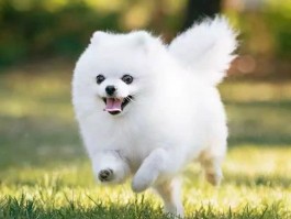 猫咪不喜欢吃药：解决难题的实用指南