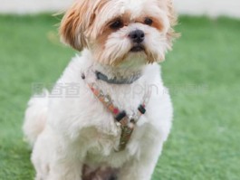 宠物死了边哭边吐血的原因