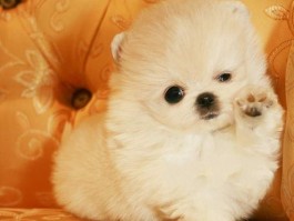 三个月小猫有狂犬病吗？——揭开真相