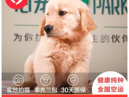 两个月小猫口臭怎么办：找出原因及解决方法