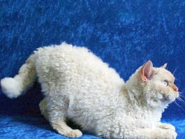 重庆免费领养猫咪：爱心传递，温暖每个角落