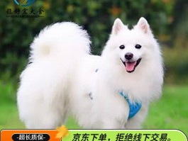 萨摩公犬几个月发情：了解其发情周期与护理要点