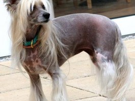 狗狗催奶：科学方法助力母犬哺乳
