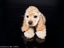 狗狗狂犬疫苗多久打一次？了解宠物健康的关键步骤