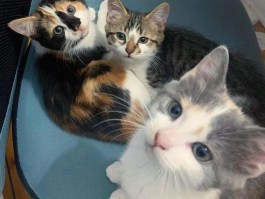 暴打猫咪：关爱宠物，拒绝暴力
